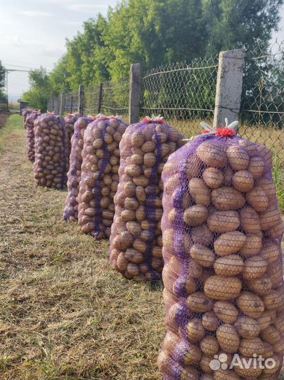 Картофель