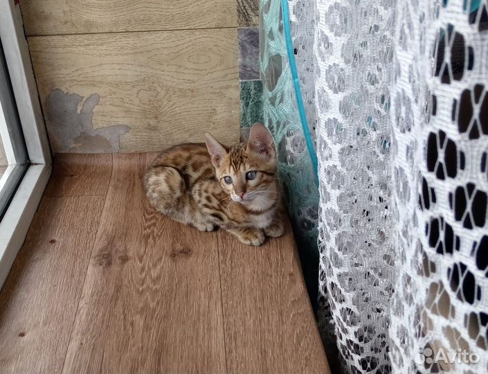 Бенгальские котята