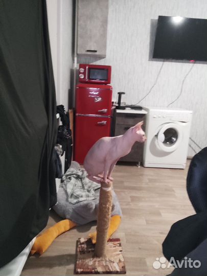 Сфинкс 