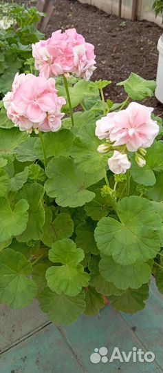 Пеларгония герань