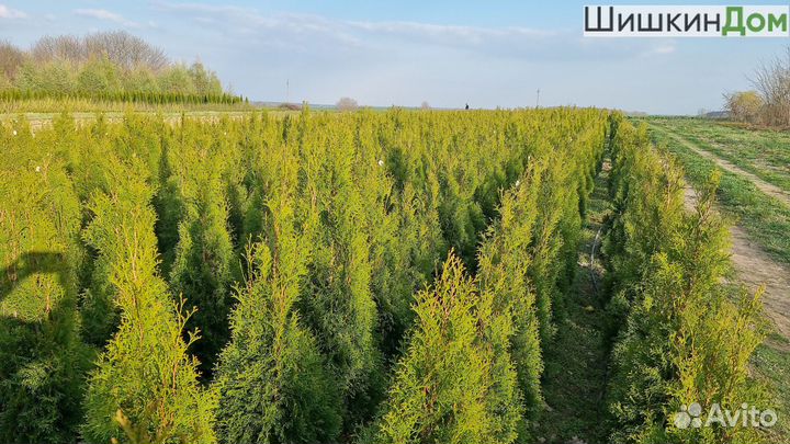 Туя Смарагд