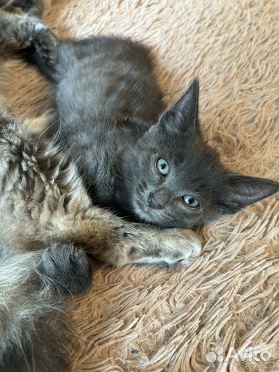 Котенок