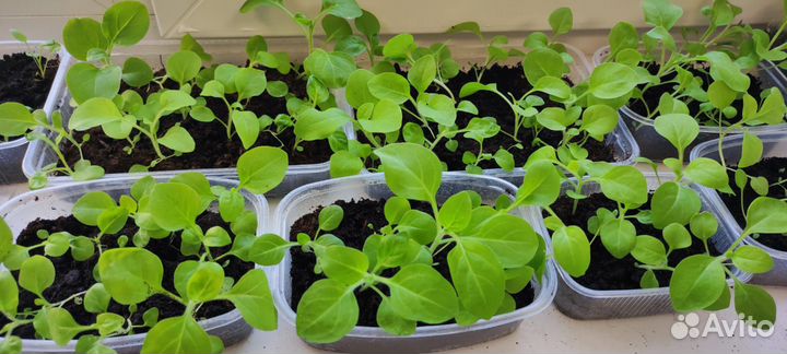 Рассада петунии