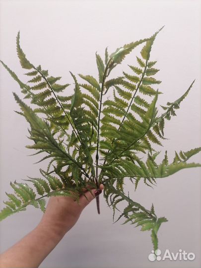 Осока для украшения интерьера, трава, растения