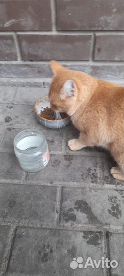 Котик в добрые руки