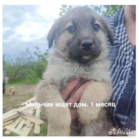 Щенок в добрые руки