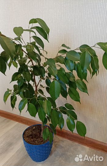 Фикус бенджамина