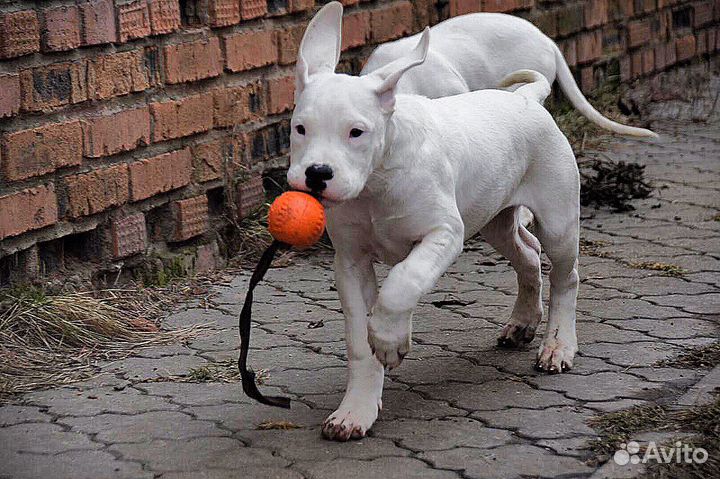 Аргентинский дог