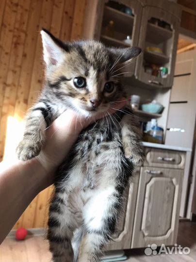 Котята