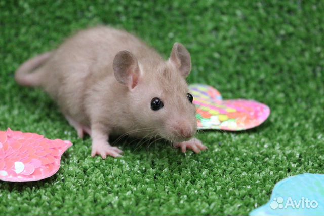 Крысята крыса дамбо рекс питомник