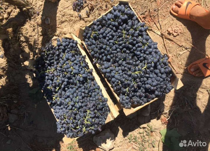 Виноград технический для вина