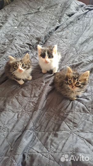 Котятки в добрые руки