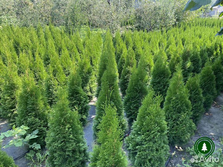 Туя Колумна 1,2м и другие
