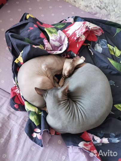 Кот в добрые руки
