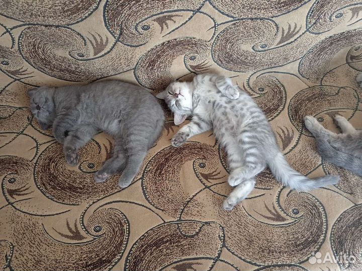 Британская