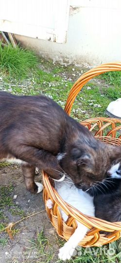 Отдам в надёжные руки хвостика-пушистика