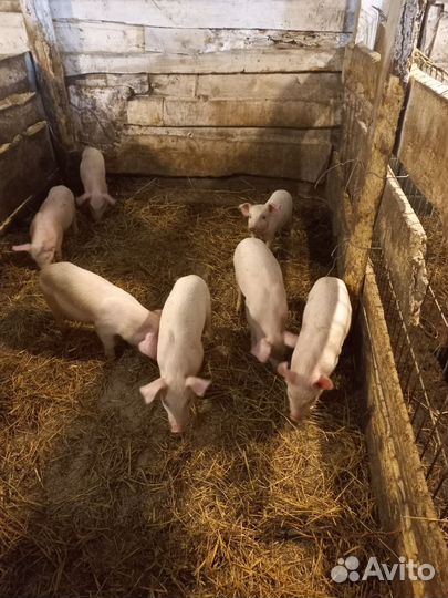 Поросята ландрас