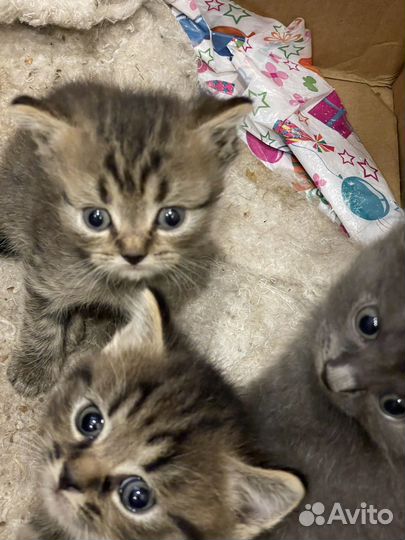 Котята 2 месяца