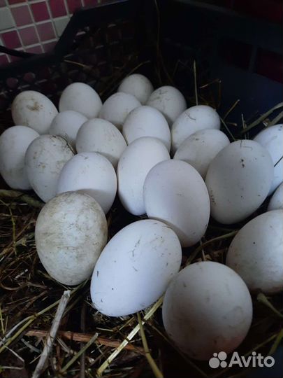 Инкубационное яйцо гусей линда