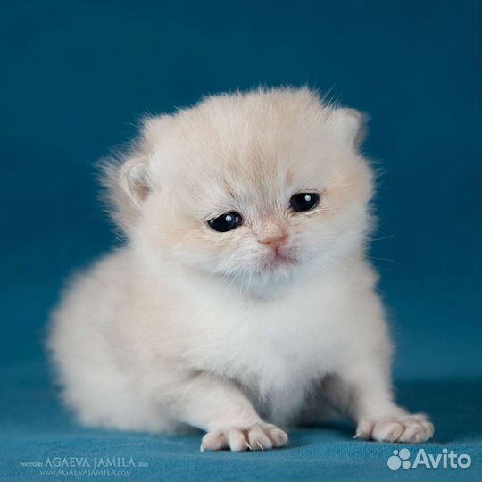 Котенок британская шиншилла голубое золото