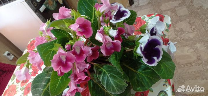 Цветы глоксиния