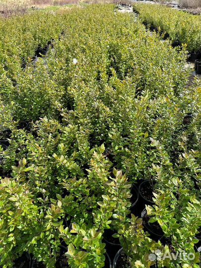 Кизильник блестящий