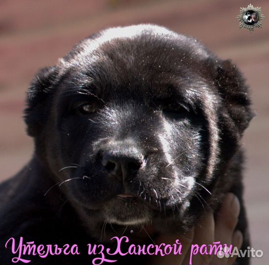 Чёрная алабайка