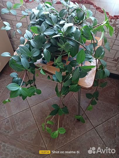 Пеперомия перескиелистная