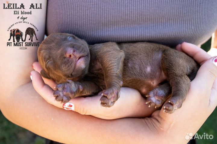 Очаровательные малыши апбт