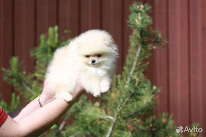 Померанский шпиц