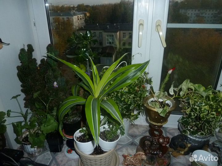 Комнатные цветы