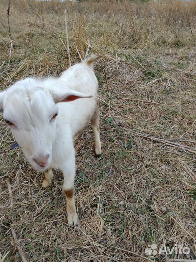 Козлята