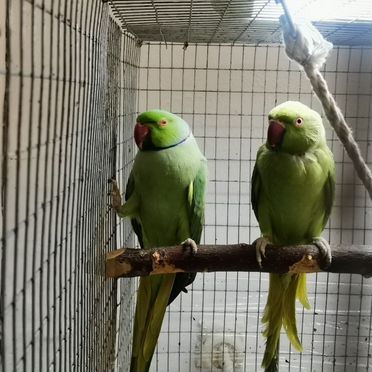 Ожереловые попугаи пара