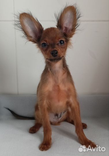 Мальчик Русский той из питомника