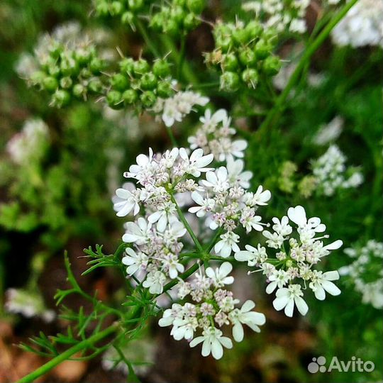 Мед кориандровый (карамель)