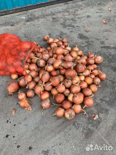 Лук репчатый оптом