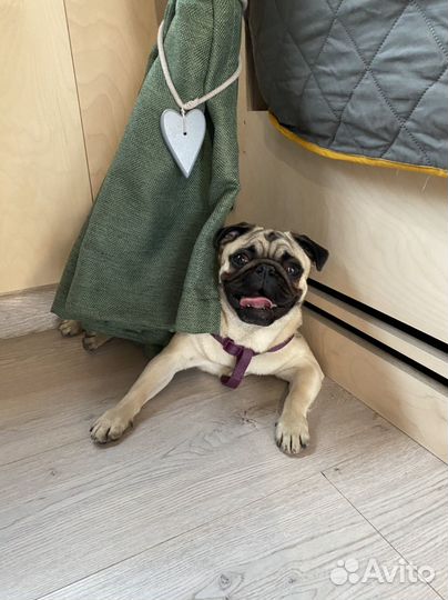 Передержка животных на время отпуска