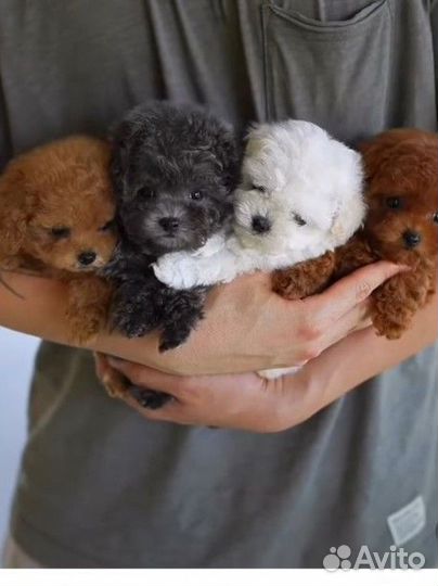 Мальтипу микро