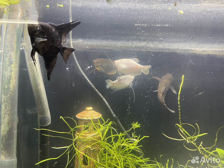 Аквариум с тумбой