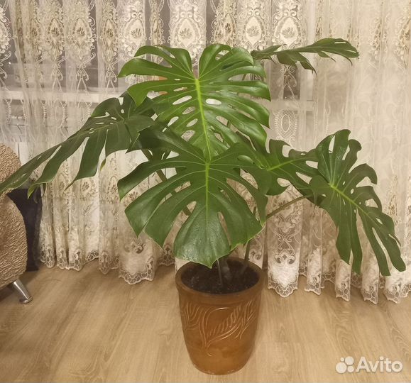 Монстера