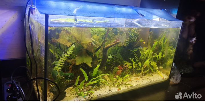 Аквариум 50 литров