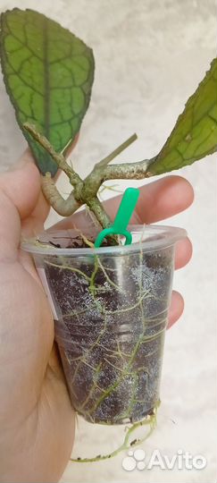 Хойя Клем бровн