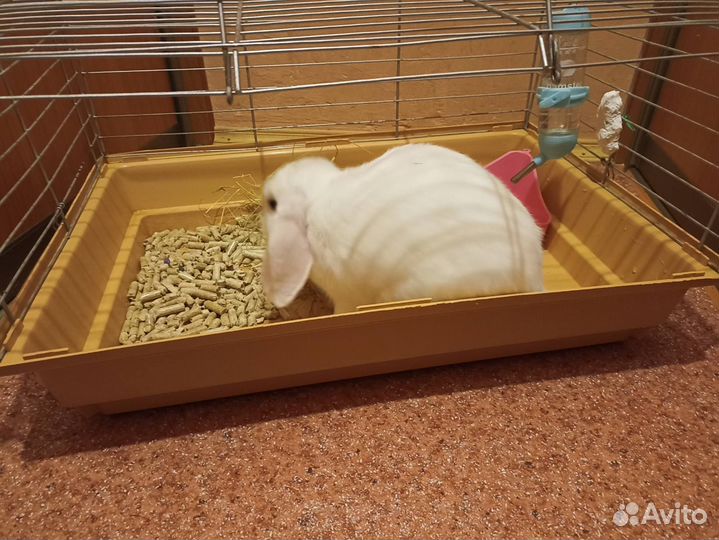 Клетка с кроликом