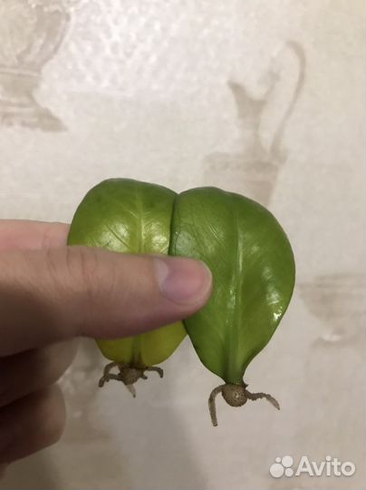 Замиокулькас зензи