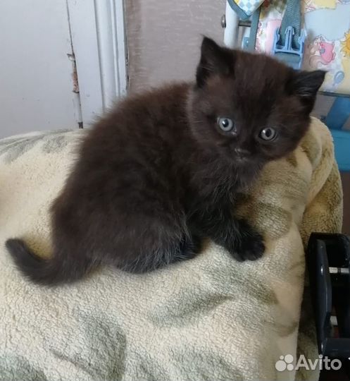 Шоколадные котята