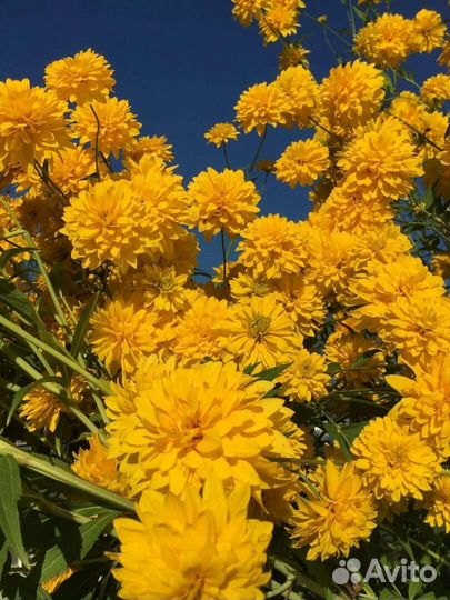 Рассада тыквы