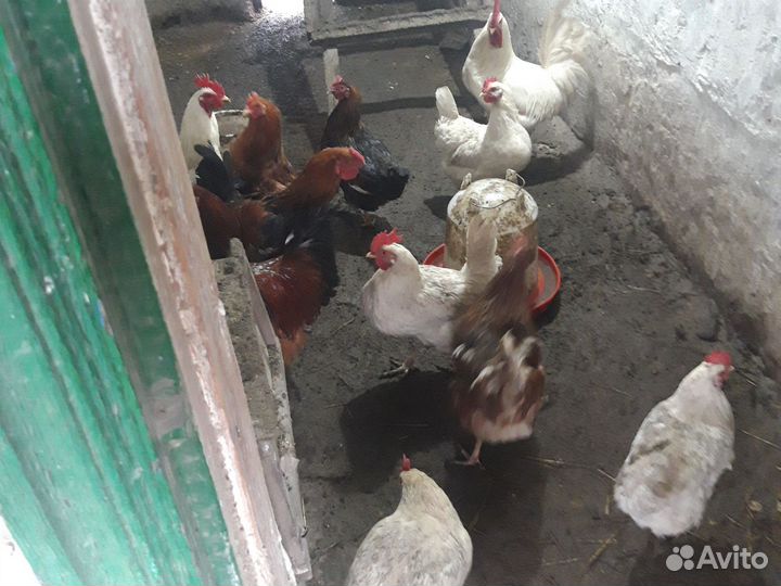 Суточные цыплята