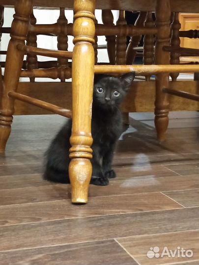 Черный котенок в добрые руки