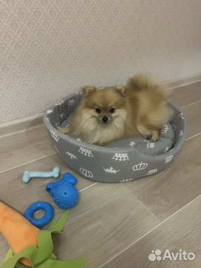 Померанский шпиц