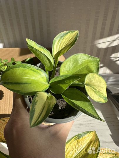 Хоста орандж мармелад